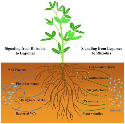 Frontiers Rhizobial Volatiles Potential New Players In The Complex Interkingdom Signaling